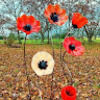 heather_hepp